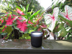 Sumptuous Colors Orchid & Dark Leather Candles
