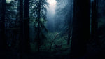 Dark Woods Room Mist