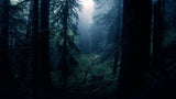 Dark Woods Room Mist