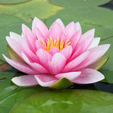 Romantic Waterlily Signature Candle