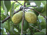 Tropical Guava Aroma Sphere