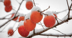 Winter Fruits Aroma Sphere
