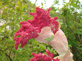 Rhubarb Flower Aroma Sphere